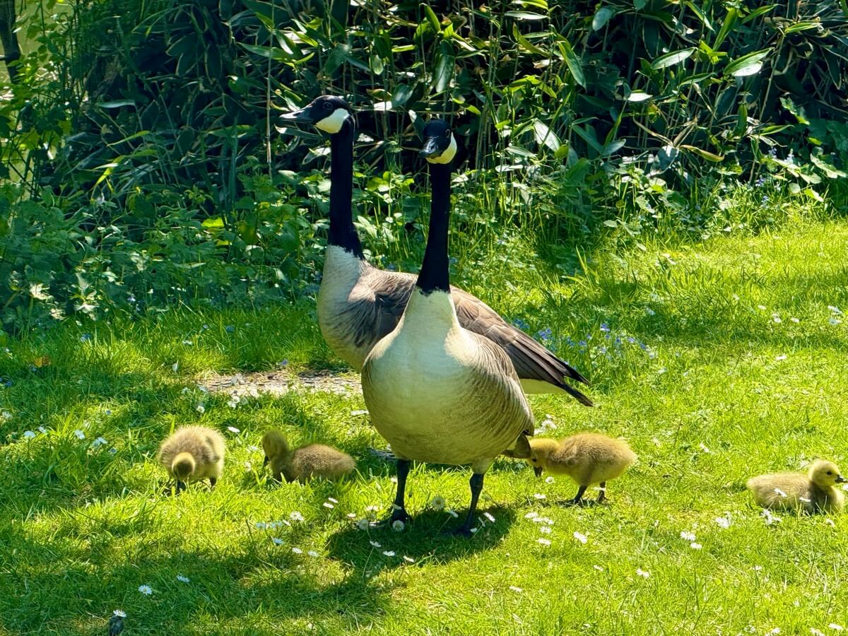 Canada geese and goslings exploring the grass