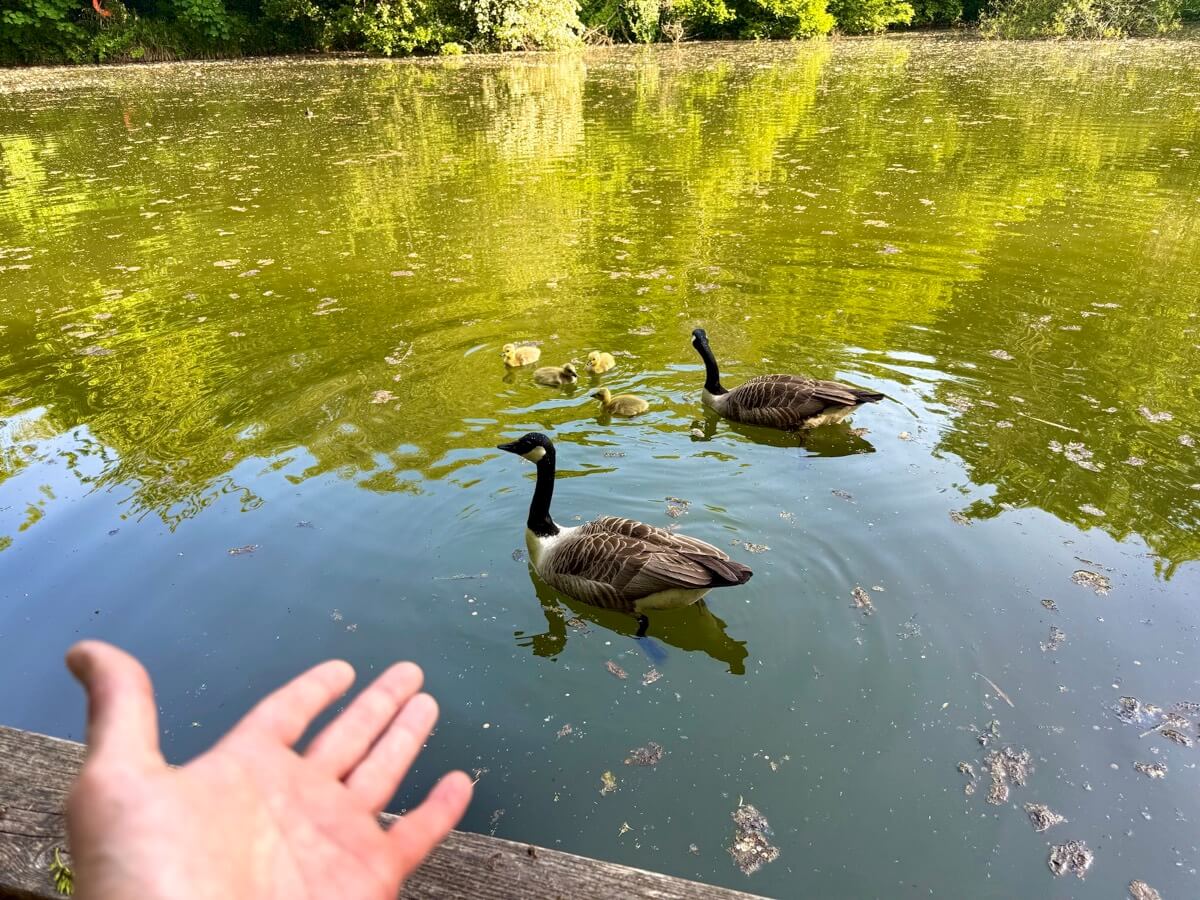 Hand feeding geese by the lake’s edge