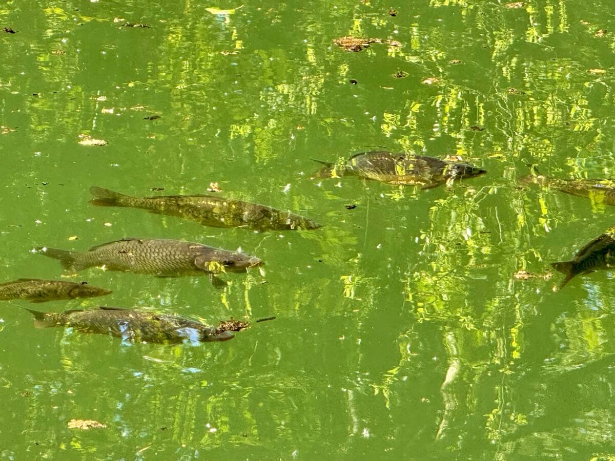 Carp near surface at the lake. 