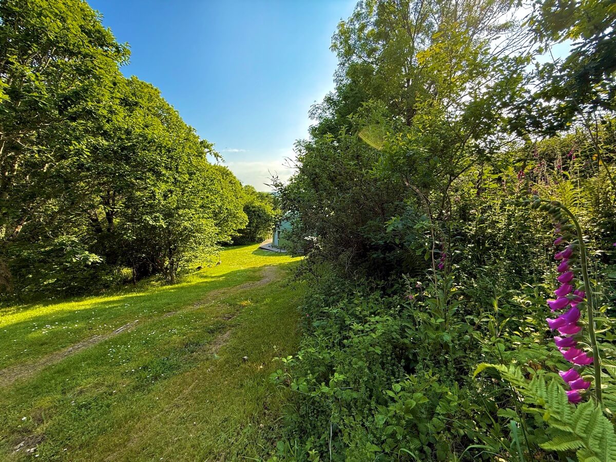 Woodland path lined with wildflowers near the dome