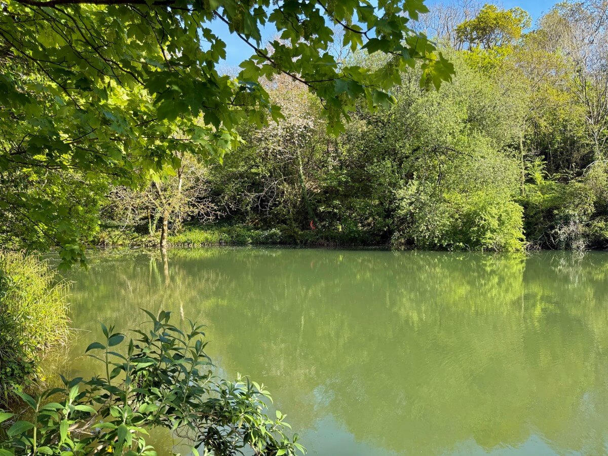 Dappled sunlight over tranquil lake water and vibrant foliage.