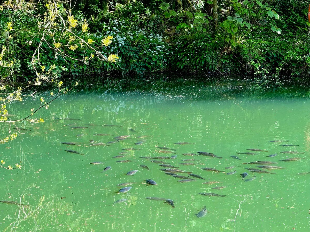 Close-up of carp swimming near the surface of the private fishing lake.