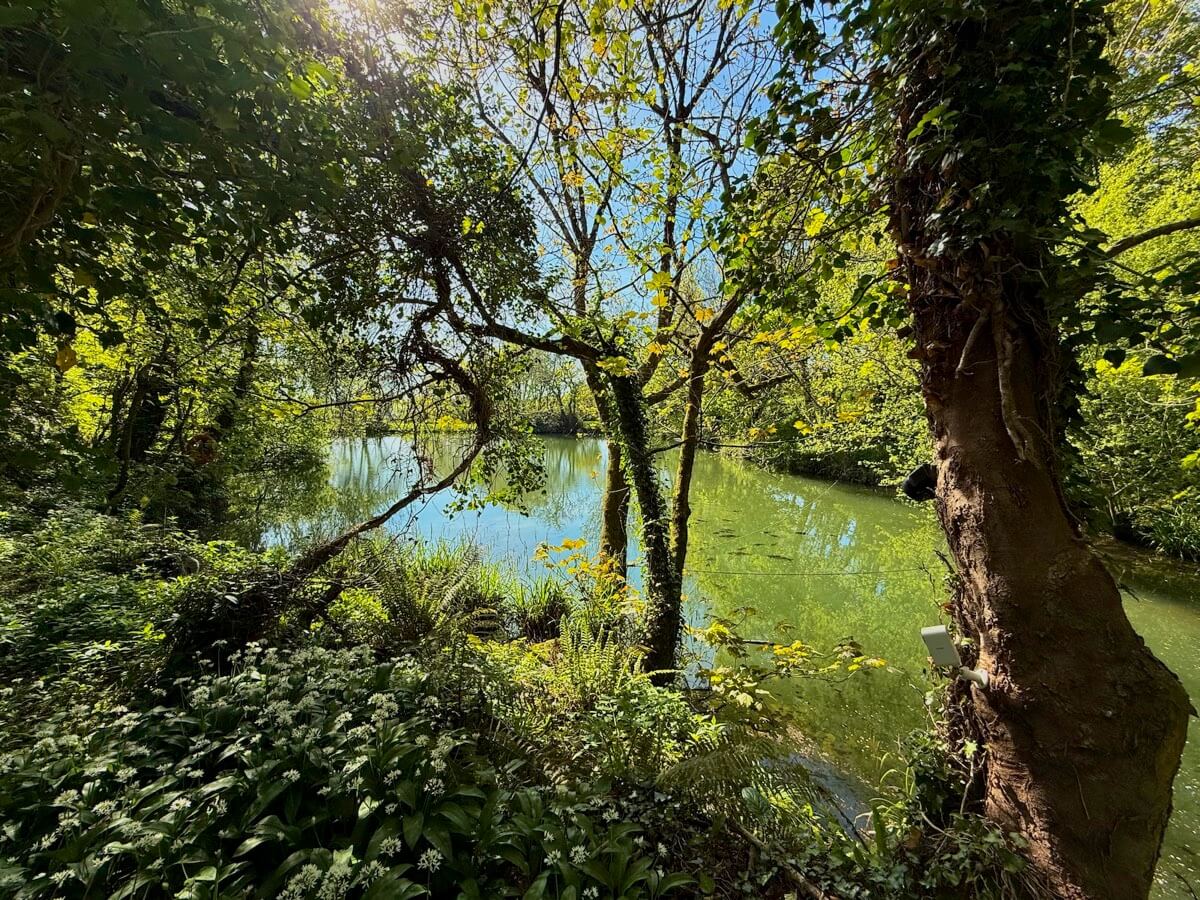 Carp fishing lake surrounded by lush spring greenery at Sunridge Retreats.
