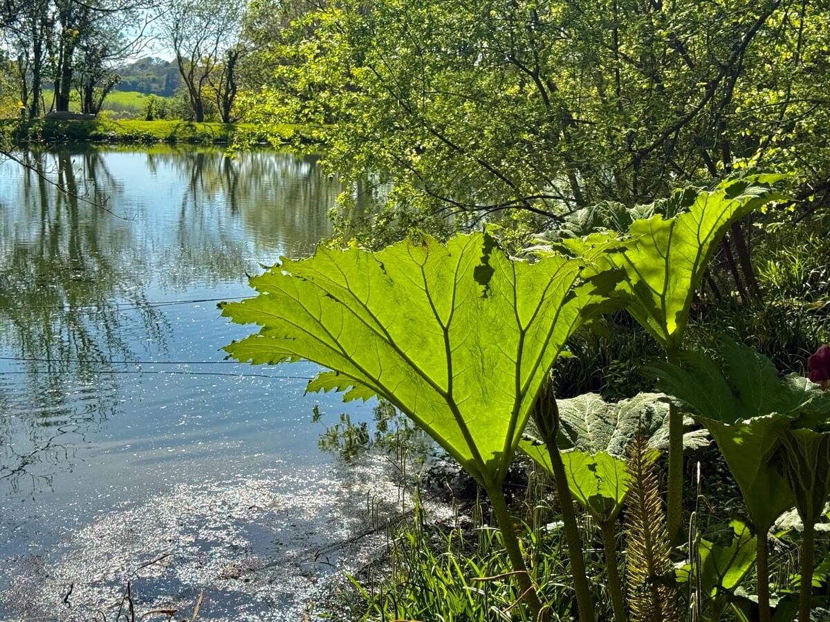 Giant green leaves by the edge of the wildlife lake in spring.